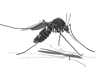 精品动物<em>模型</em> 蚊子